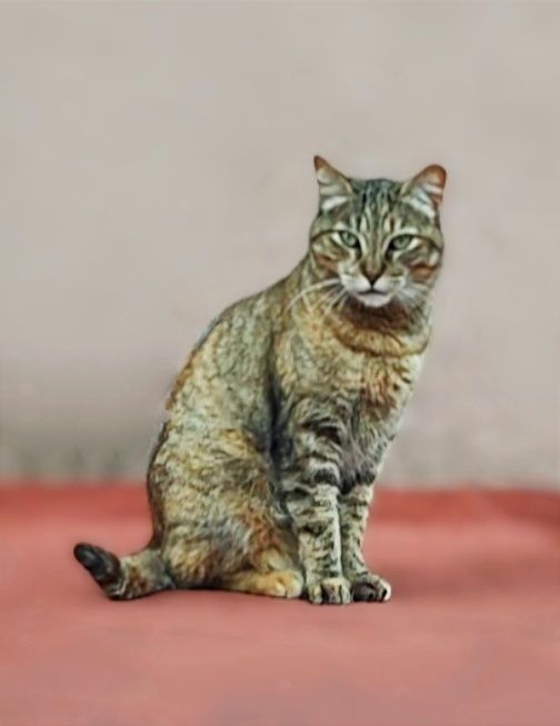 Adoção conjunta de gatos  Mãe e filho