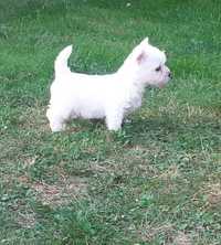 West Highland white Terrier