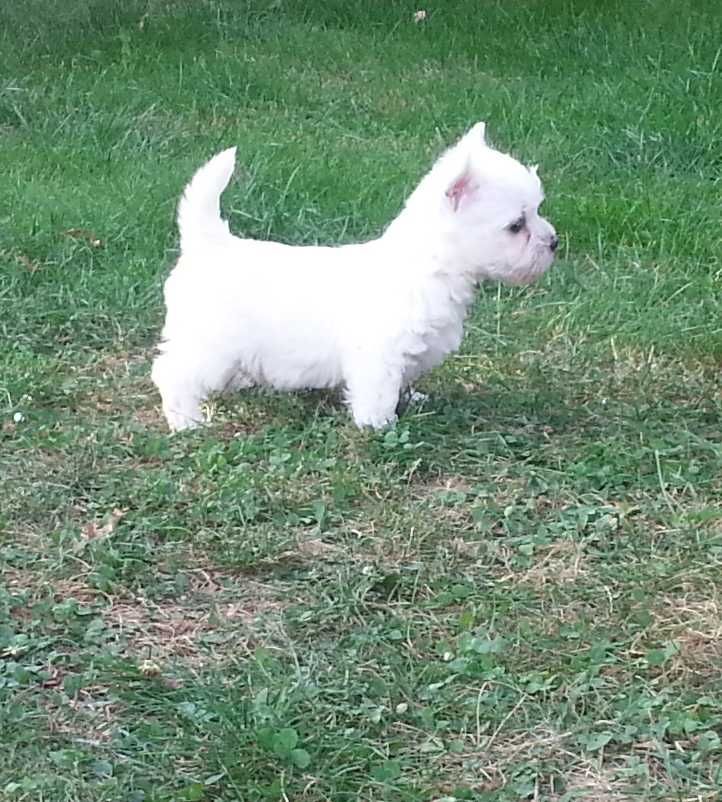 West Highland white Terrier