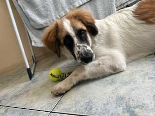 Simba  szczeniak do adopcji