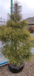 Сосна Pinus Nigra