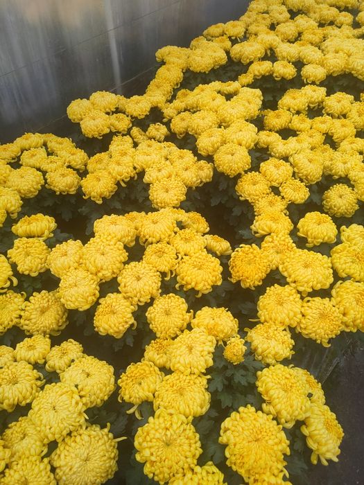 Chryzantemy hurt i detal