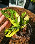 Monstera adansonii variegata Aurea monkey mask