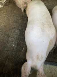 Свині поросята 170-180 кг