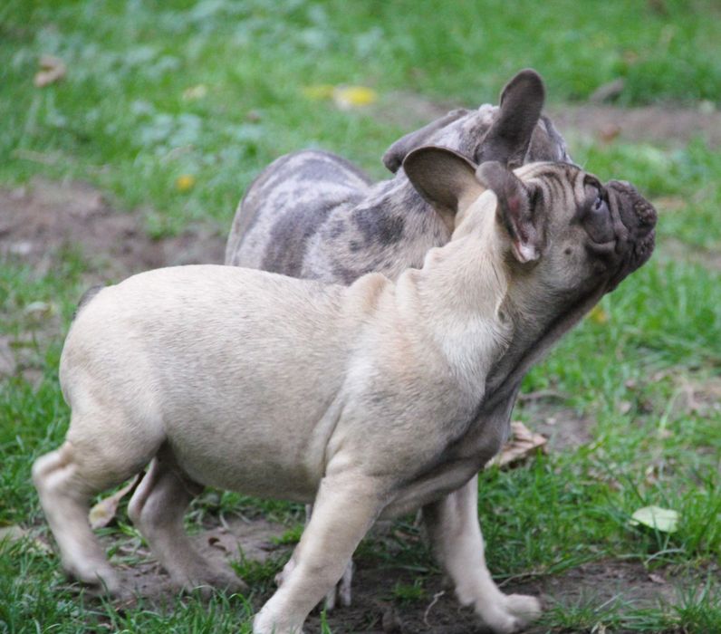 Buldog Francuski  chłopak z genem Fluffy