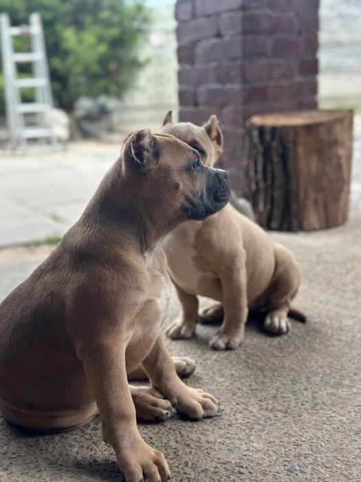 Американский булли