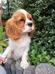 Cavaliera King Charles Spaniel - piesek