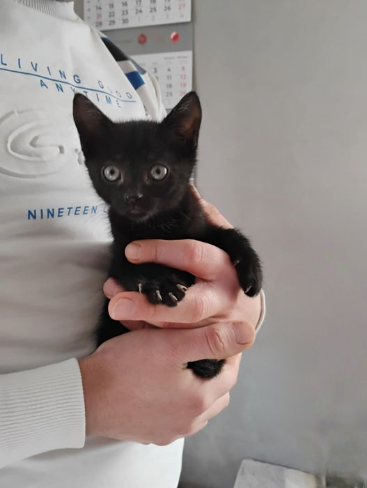 Oddam 4 kotki czarne