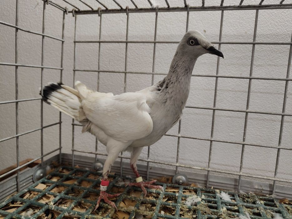 Jasny samiec 2021 gołębie