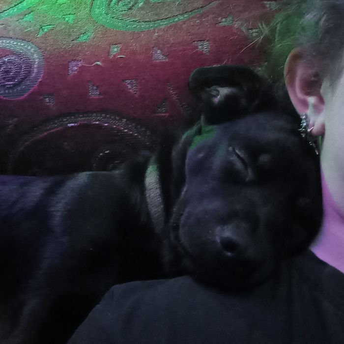 Відаємо собачку в добрі руки