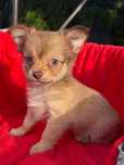 Piesek Chihuahua