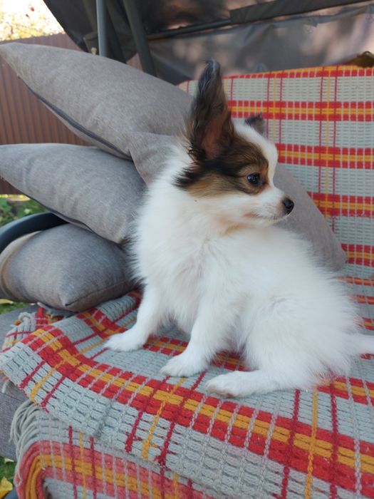 Папійон хлопчик ( папільон)