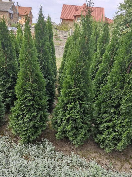 Туї Смарагд завезені з Польщі