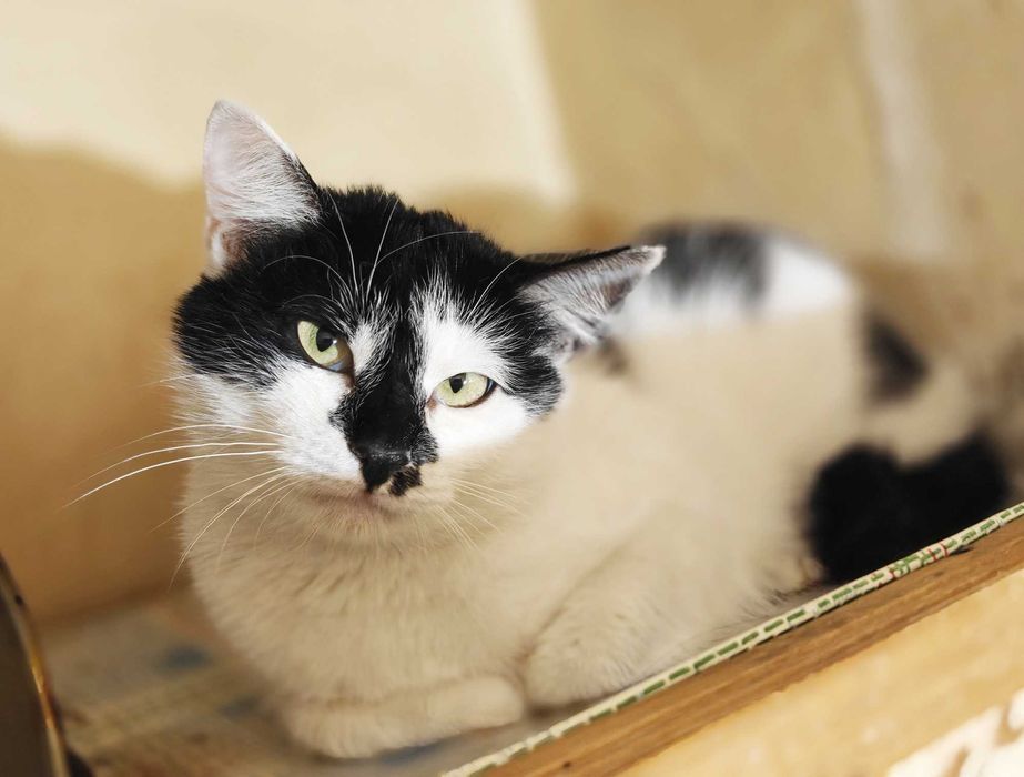 Термінове прилаштування! Киця Мілка 1рік няшна ніжна спокійна кішка