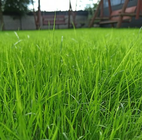 Mieszanka nasion traw SR 100 Turbo Regeneracja WOLF Garten