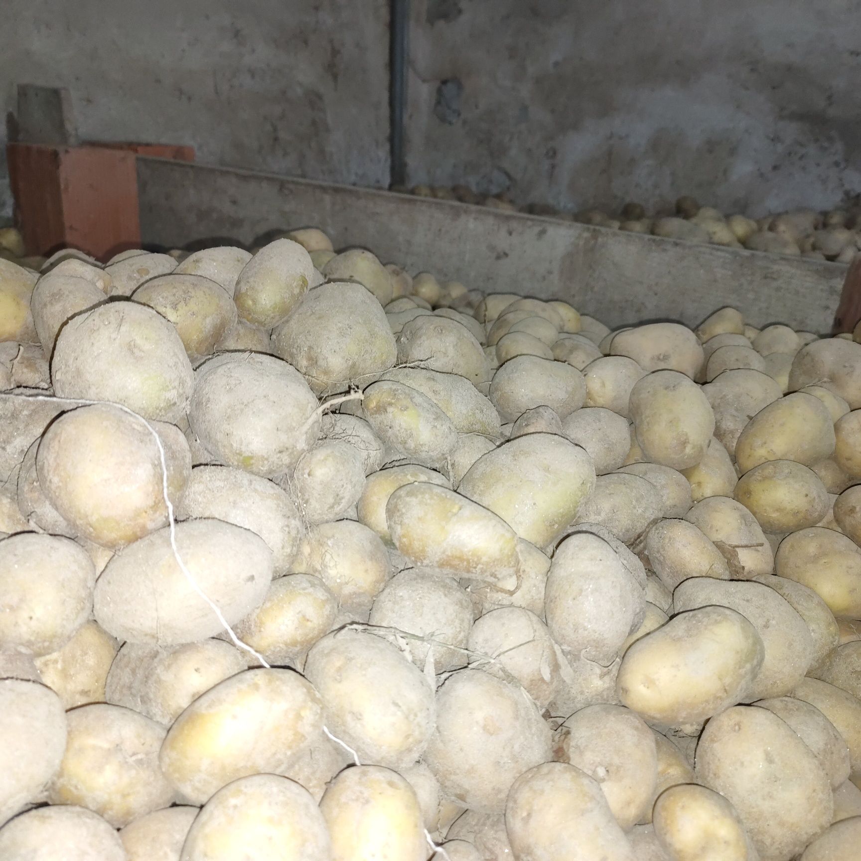 QUASE ESGOTADA| Batata de Montalegre.
