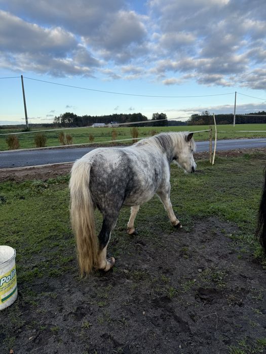 Sprzedam kucyki ze zdjecia