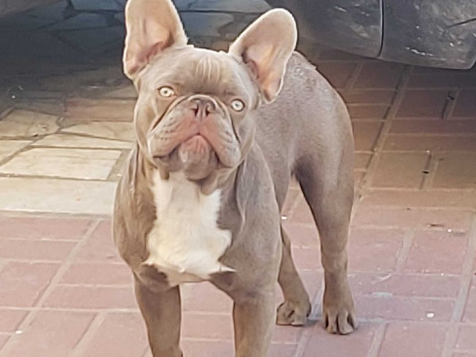 Bulldog frances isabella new shade solido  para montas