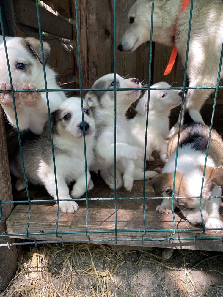 Віддам цуцинят в добрі руки