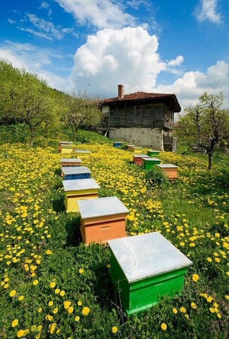 Вулики  Улья с пчёлами  Пасика