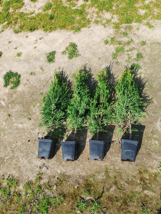 Thuja Smaragd, Tuja Szmaragd 60 cm cena 3 zł