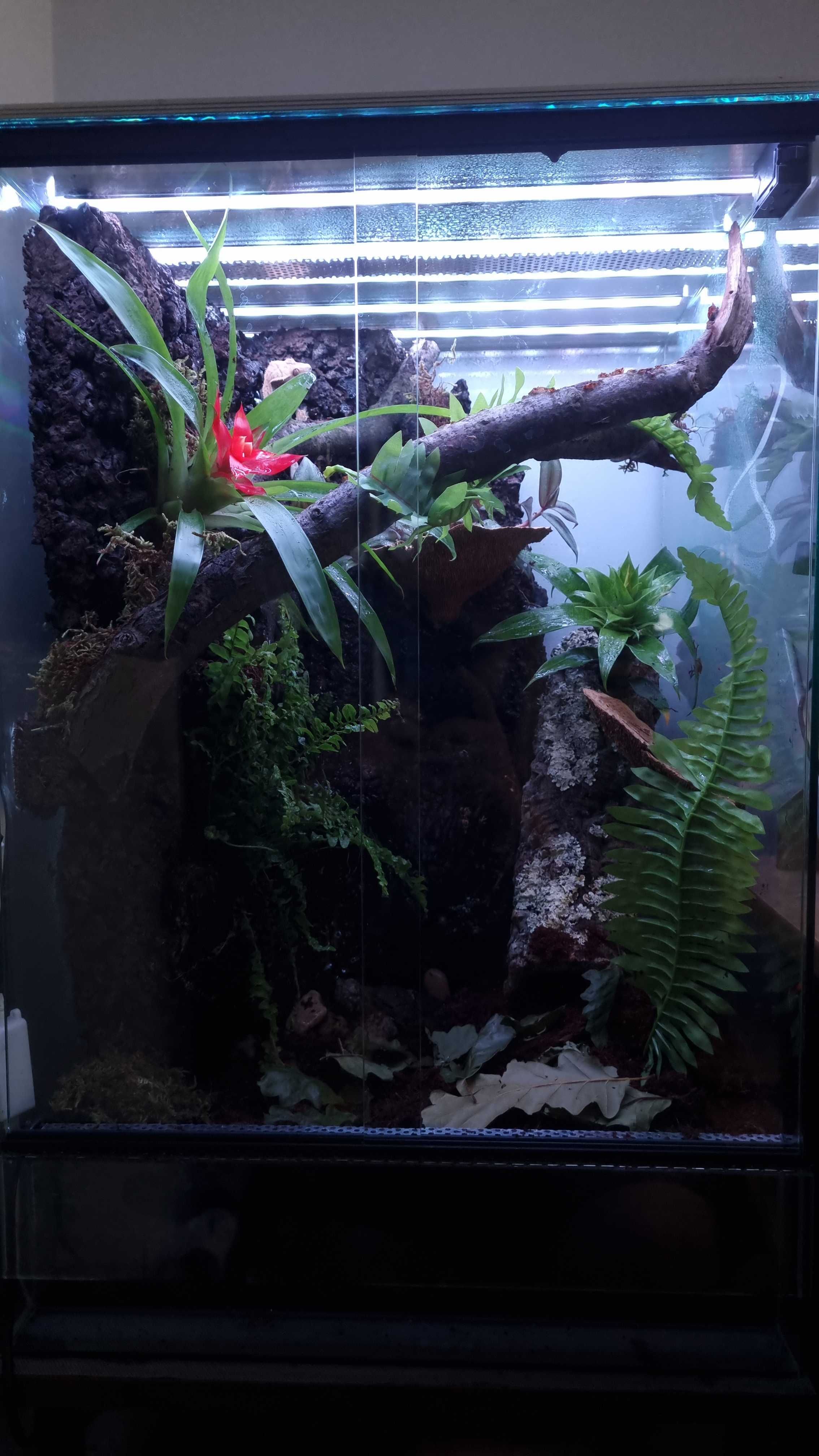 Terrarium bioaktywne 40x40x60 cykl dnia i nocy