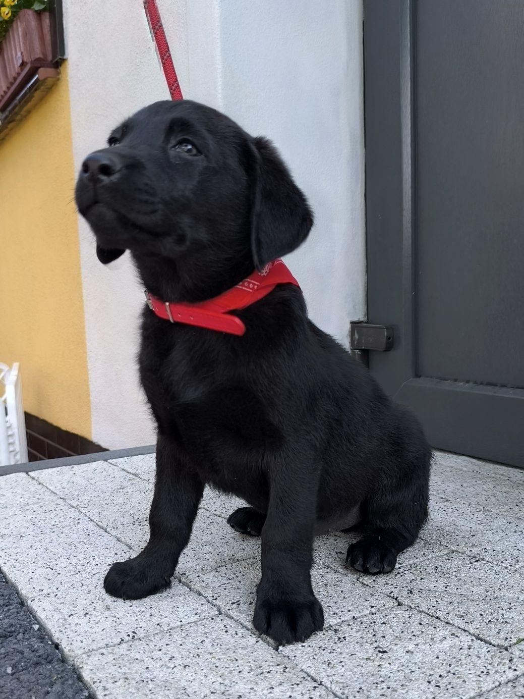 Labrador Retriever czarny pies Sid gotowy do odbioru