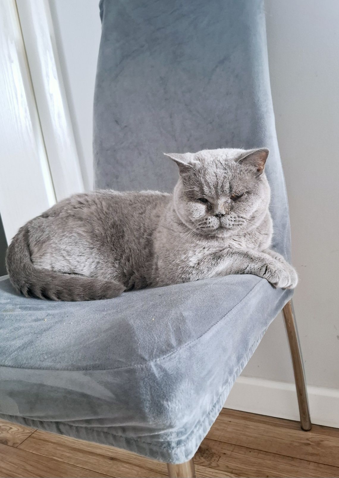 Kotka brytyjska 5 lat, rodowód Fife, adopcja