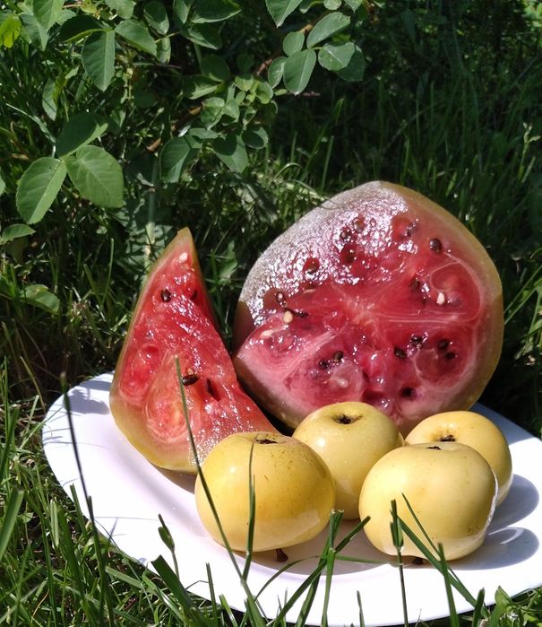 Перець чілі маринований,консервація,ікра,варення