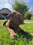 Szczeniak Bandog (nie cane corso, amstaff)