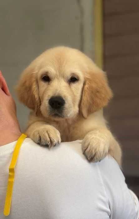 КСУшные девочки золотистого ретривера.