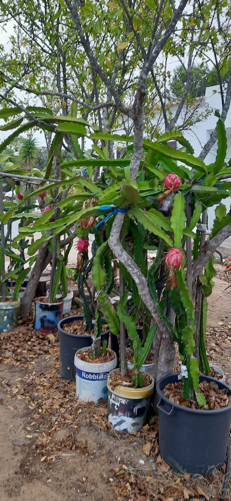 Podas de pitaya Hylocereus