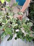 Hibiscus Rosa Sinensis Veriegata