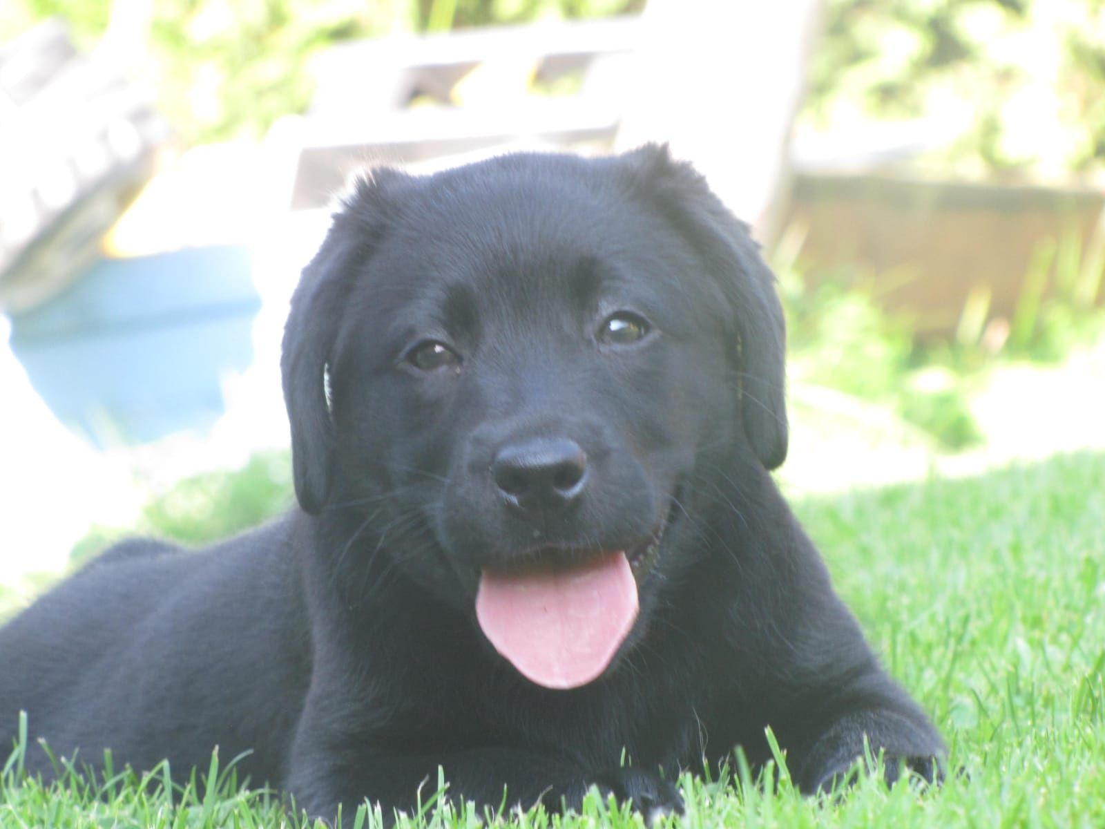 Labrador retriever czarny piesek