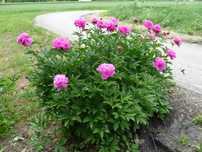 Piwonia,peonia pachnąca - byliny