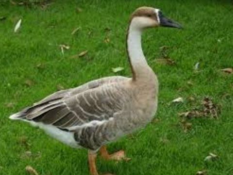 гусята Серый Большой