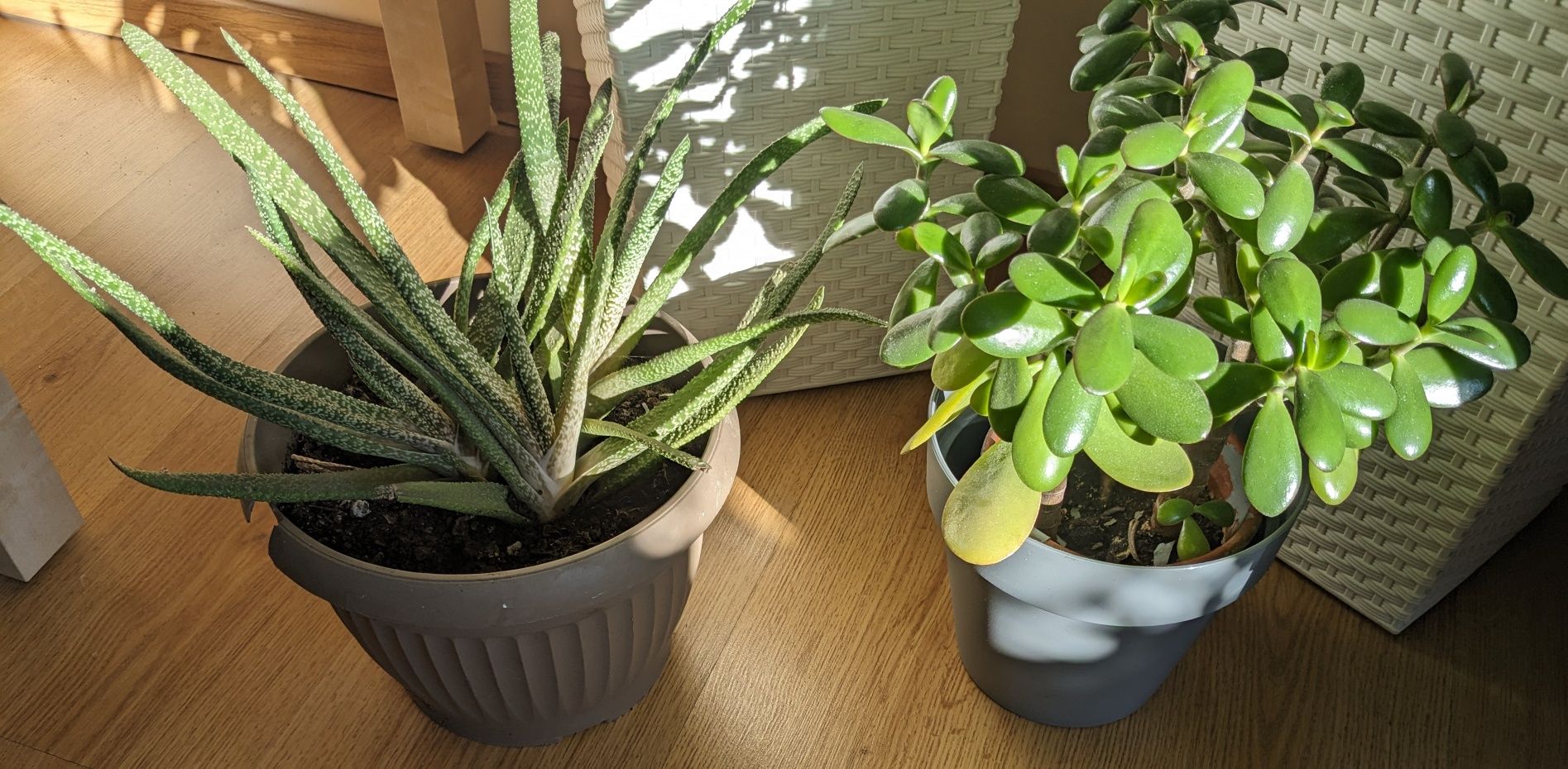 Doniczkowe:gasteria,grubosz-drzewko szczęścia,sansewieria-wężownica