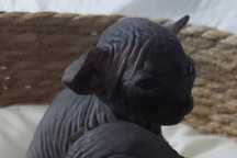 Czarny sphinx canadyjski rodowód FPL