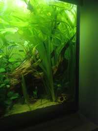 Valisneria giganeta, nurzaniec olbrzymi roślina akwariowa