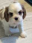 Cavalier King Charles Spaniel