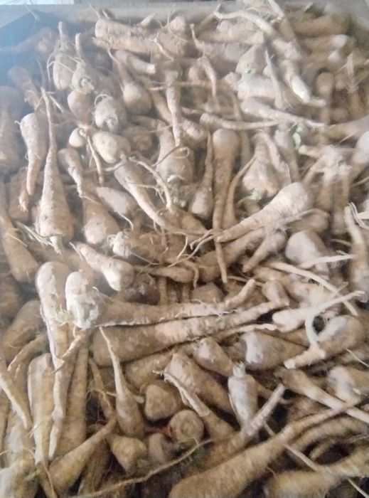 Pasternak , pasternak