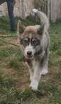 Unikat Siberian Husky Syberian Agouti suczka