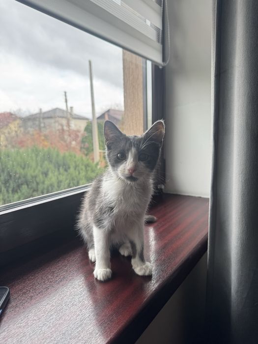 Віддам кошеня в добря руки