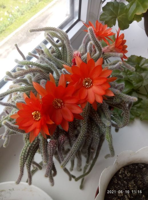 Продам  Кактусы и Рождественник.