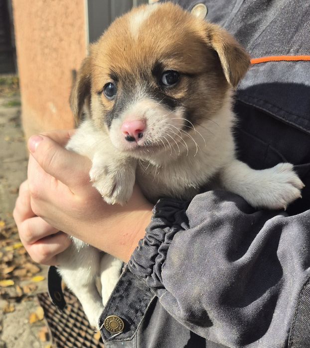 Oddam w dobre ręce szczeniaki