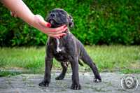 Staffordshire Bull Terrier, staffik FCI