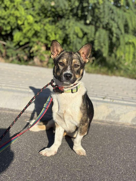 Pocieszny Bobik do przygarnięcia