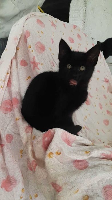 Gatinho preto com 3 meses procura uma família!