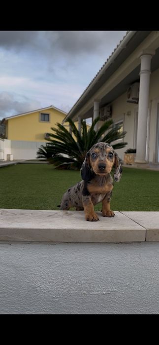 Teckel  fêmea miniatura ...