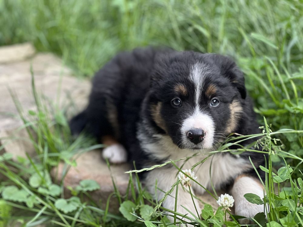 Piesek Border Collie